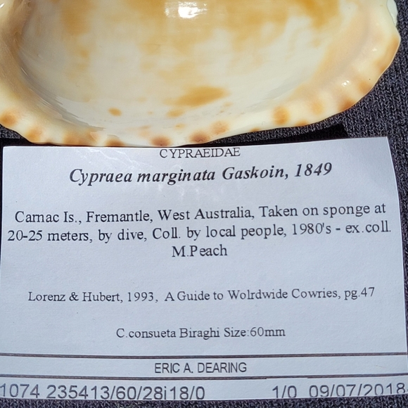 Cypraea (Zoila) mariginata (consueta) - Picture 5 of 8